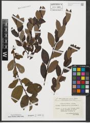 Foto von Salix rhaetica Andersson